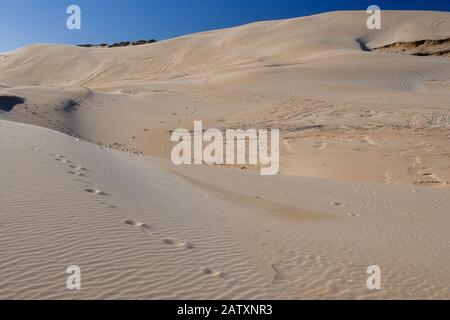 Increspature di sabbia e motivi scolpiti dal vento, forme e texture nelle torreggianti dune di sabbia di Sardinia Bay, Port Elizabeth, Eastern Cape, South Africa Foto Stock