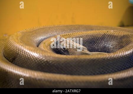 Il grande serpente si arriccia in un anello Foto Stock