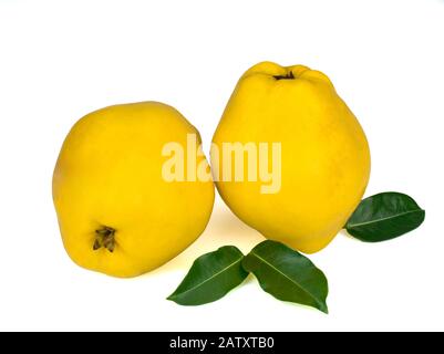 due cotogne gialle fresche isolate su sfondo bianco Foto Stock