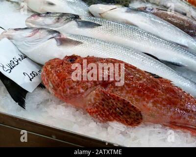 Red Rock Cod su ghiaccio al mercato del pesce con pesce Sgombro bianco argento. Concetto di cibo marino. Nome scientifico Scorpaena Papillosa. Redrockfish o Red Scorpion Foto Stock