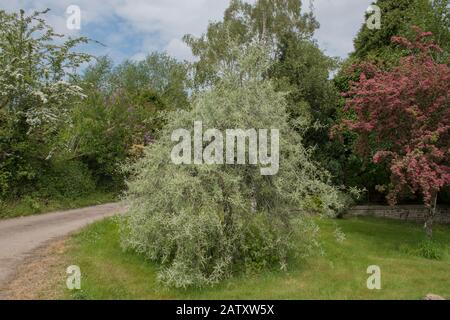 Estate Foliage di un Pendente o Pianto Willow Leaved Pear Tree (Pyrus salicifolia 'Pendula') in un Country Cottage Garden in Rural Devon, Inghilterra, Regno Unito Foto Stock