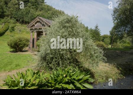 Weeping Willow Leaved Pear Tree (Pyrus salicifolia 'Pendula') da un ruscello in un Country Cottage Garden nel Devon rurale, Inghilterra, Regno Unito Foto Stock