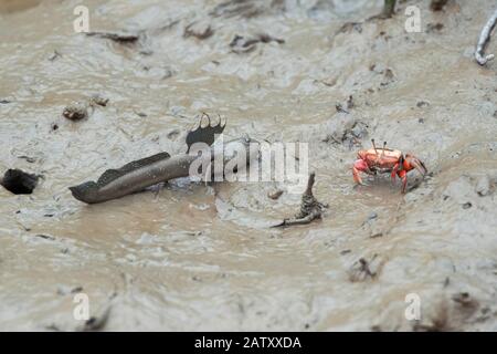 Grande mudskipper blu macchiato, Boleoftalmus pectinirostris, mangrovie appartamenti, Hong Kong Foto Stock