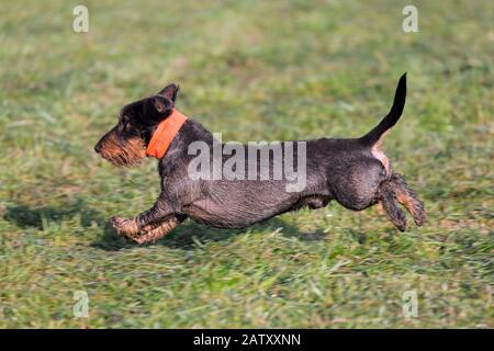 Dachshund/wirehaired dachshund, short-legged, long-corposed, cane-tipo razza che corre in giardino Foto Stock
