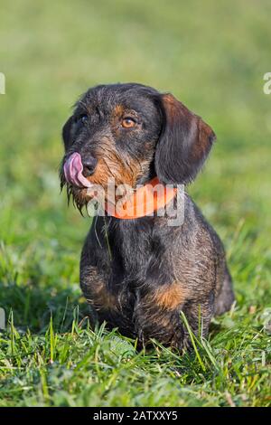 Dachshund/wirehaired dachshund, short-legged, long-corposed, hound-type cane razza leccare naso sul prato in giardino Foto Stock