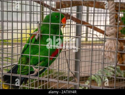 Pappagallo di cockatoo con becco d'arancia e piume verdi appollaiato sulla recinzione della gabbia. Colori vivaci e stelle direttamente nella fotocamera Foto Stock