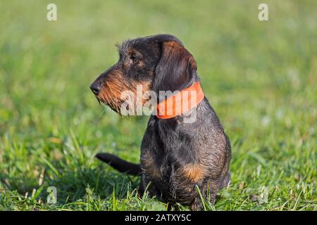 Dachshund/wirehaired dachshund, short-legged, long-corposed, hound-type dog breed sul prato in giardino Foto Stock