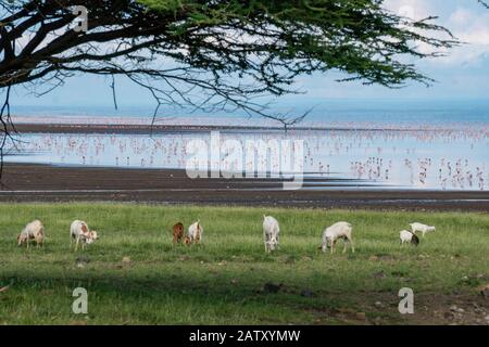 Gregge di pecore sulla costa sul lago Natron nel nord della Tanzania. Maasailand, Engare Sero, Natron Lago Costa, Rift Valley Foto Stock