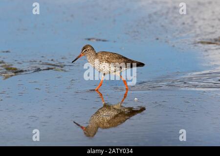 Redshank comune (Tringa totanus) foraging in acqua bassa in primavera Foto Stock