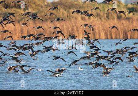 Brent Geese, Branta bernicla, razza scura-belled, floccato volare in terra sulla laguna. Preso Gennaio. Titchwell, Norfolk, Regno Unito. Foto Stock