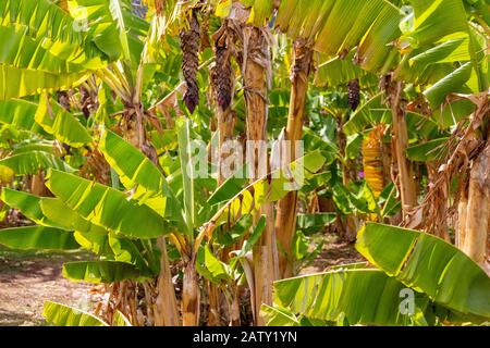 Maui Tropical Plantation, Maui, Hawaii, Stati Uniti Foto Stock