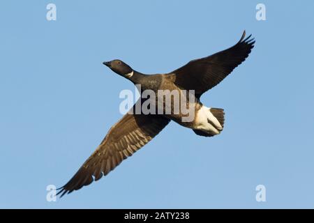 Brent Goose, Branta bernicla, razza buia-bellica, singolo adulto in volo. Presa A Dicembre. Titchwell, Norfolk, Regno Unito. Foto Stock