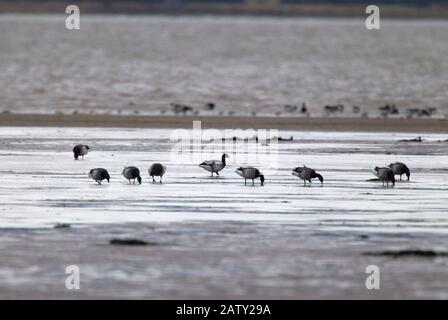 Brent Geese, Branta bernicla, gregge di razza dalle decorazioni pallide che si nutrono di mudflats. Presa A Dicembre. Holy Island, Northumberland, Regno Unito. Foto Stock