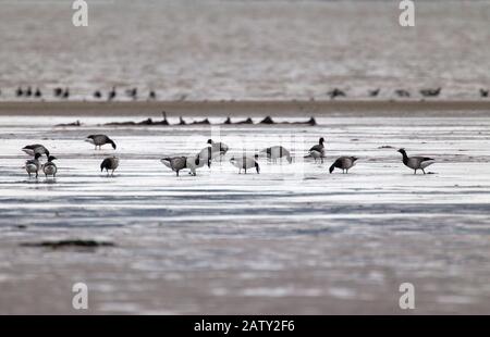 Brent Geese, Branta bernicla, gregge di razza dalle decorazioni pallide che si nutrono di mudflats. Presa A Dicembre. Holy Island, Northumberland, Regno Unito. Foto Stock