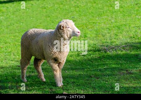 Ritratto di pecora giovane con spazio di copia per il testo Foto Stock