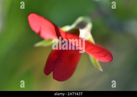 Bel fiore rosso di pisello selvaggio tra le ombre con sfondo verde non focalizzato Foto Stock