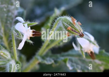 Wild Borage (Borago officinalis), di bel fiore bianco, in una soleggiata mattina invernale Foto Stock