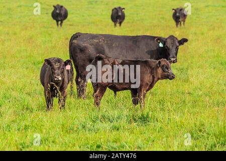 Mandria di bestiame che pascolano sull'erba verde Foto Stock