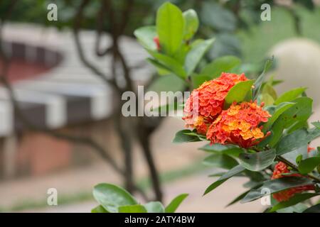 Mazzo di fiori d'arancio Ixora in giardino. Nome scientifico Ixora coccinea. Conosciuta come Long ixora, singapuri ixora, red ixora, Orange ixora, yelow ixora Foto Stock