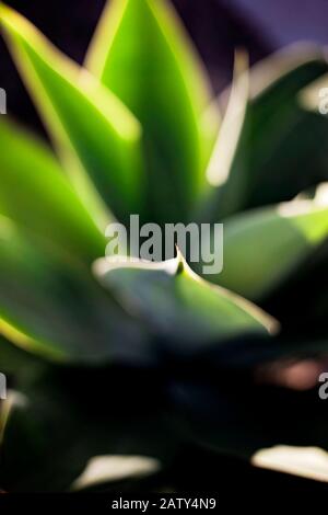 Succulenta pianta di cactus al tramonto, a Santa Barbara California. Foto Stock