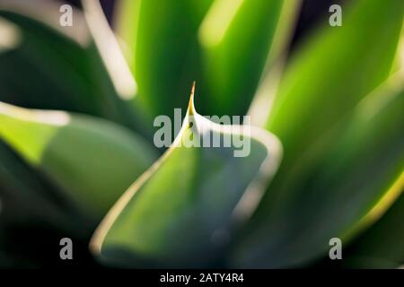 Succulenta pianta di cactus al tramonto, a Santa Barbara California. Foto Stock