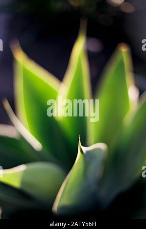 Succulenta pianta di cactus al tramonto, a Santa Barbara California. Foto Stock