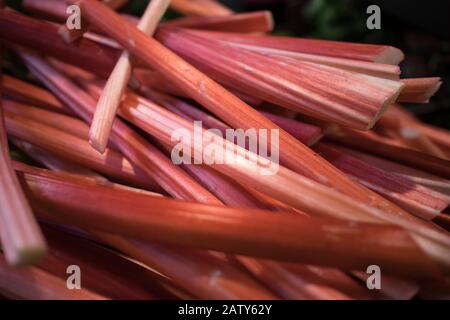 I gambi rossi del rabarbaro sono usati per cucinare la marmellata e come riempimento per una torta. In vendita al banco. Foto Stock