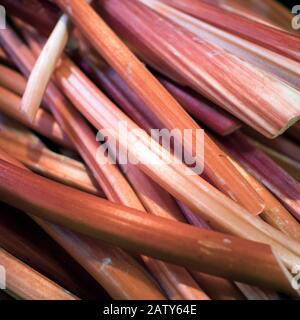 I gambi rossi del rabarbaro sono usati per cucinare la marmellata e come riempimento per una torta. In vendita al banco. Foto Stock