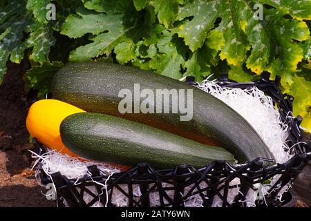 Tre belle zucchine. Raccolto nel giardino. Foto Stock