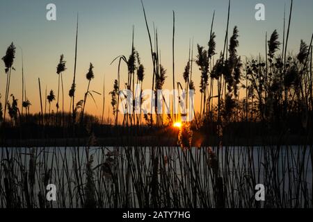 Bel tramonto dietro le canne Foto Stock