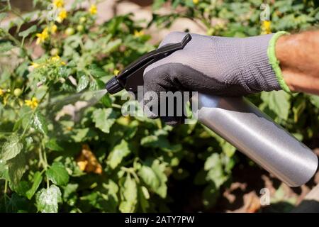 Spruzzatura su impianti che utilizzano un irroratore. Un flusso di liquidi evidenziato dal sole. Foto Stock