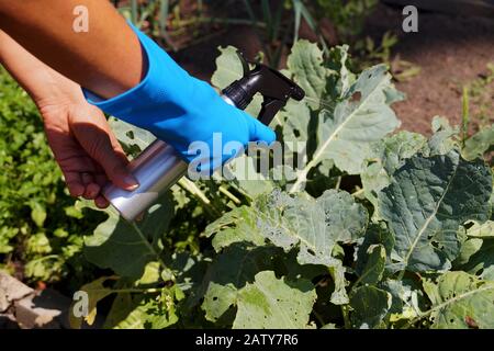 Lavori di cura in giardino. Combattere le malattie e gli insetti che attaccano le piante con l'aiuto della spruzzatura. Foto Stock