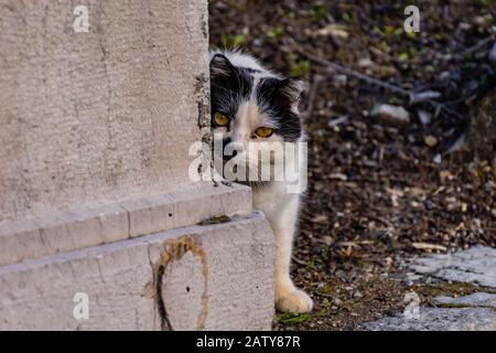 Un gatto bianco e nero che si nasconde dietro l'angolo e guarda con attenzione la fotocamera Foto Stock