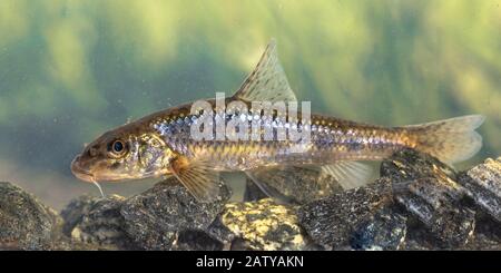 Pistone (Gobbio gobio) pesce bentico dal fondo d'acqua dolce in habitat naturale su sfondo verde. Foto Stock