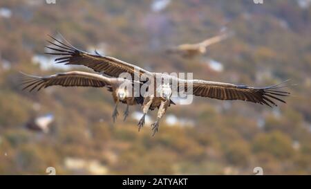 Gruppo Griffon Vultures (Gyps fulvus) che vola in condizioni nebbie nei Pirenei spagnoli, Catalogna, Spagna, aprile. Questo è un grande avvoltoio del Vecchio mondo nel Foto Stock