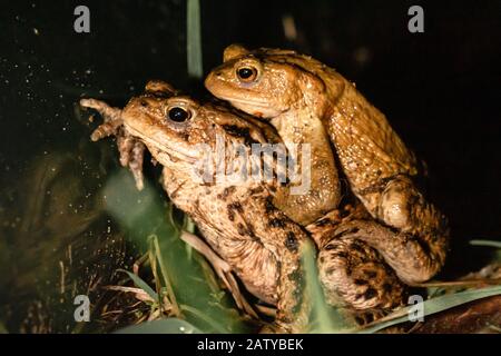 Un paio di toads di accoppiamento (Bufo bufo) in attesa di una barriera di toad per attraversare in modo sicuro una strada principale a Suffolk Foto Stock