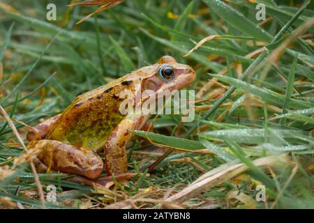 Una rana comune (Rana temporaria) seduta nella rugiada erba coperta al mattino presto prima di saltare alla sua destinazione successiva Foto Stock