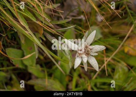 Bella Edelweiss fiore in montagna Foto Stock