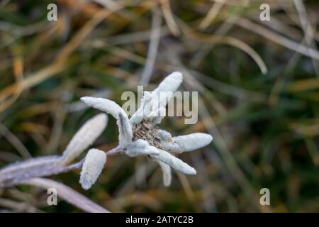 Edelweiss fiore in montagna Foto Stock