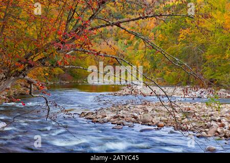 Loyalsock Creek è un affluente lungo 64 miglia del fiume Susquehanna, una delle principali attrazioni naturali del World's End state Par Foto Stock