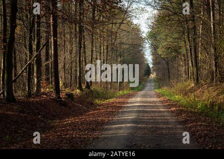 Vista autunnale di un lungo sentiero forestale Foto Stock