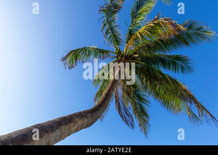 Albero di palma e cielo blu Foto Stock