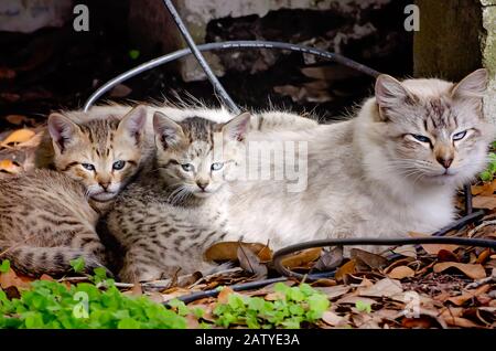 Un gatto madre si trova accanto ai suoi due cuccioli di tabby di sei settimane, 30 gennaio 2020, a Coden, Alabama. Foto Stock