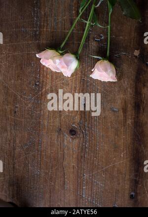 Gruppo di rose rosa in miniatura, dall'alto su una tavola di pino scuro, rose in miniatura, germogli, Foto Stock