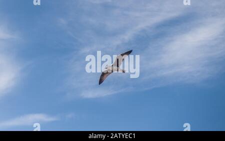 Un gabbiano aringa in volo a testa contro un grande cielo Foto Stock