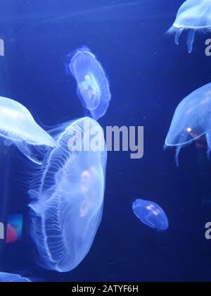 Galleggiare nel profondo mare blu Foto Stock