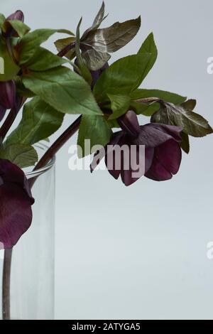 Primo piano di diversi colori di porpora Hellebore in un vaso di vetro, fuoco selettivo Foto Stock