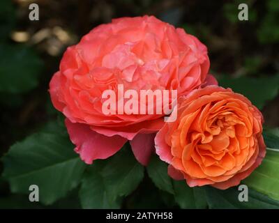 Emilien Guillot bella rosa arancione primo piano. Fiori, in un giardino in condizioni naturali tra verde, sotto il cielo aperto. Foto Stock