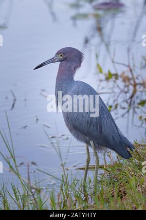 Un Po' di Blue Heron si erge sul bordo dell'acqua nelle Everglades della Florida. Foto Stock