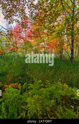 Sieur De Monts Nature Center Area Nel Parco Nazionale Di Acadia, Monte Desert Isdland, Maine Foto Stock